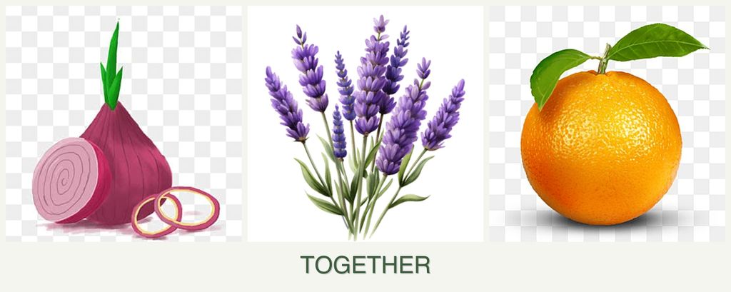 Can you plant onions, lavender and oranges together?
