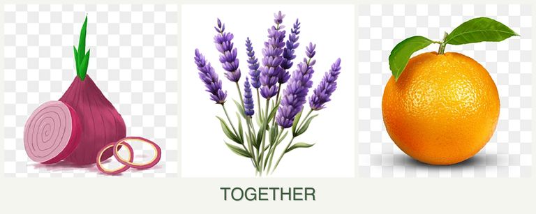 Can you plant onions, lavender and oranges together?