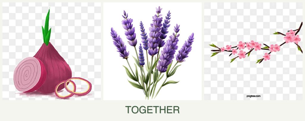 Can you plant onions, lavender and peaches together?