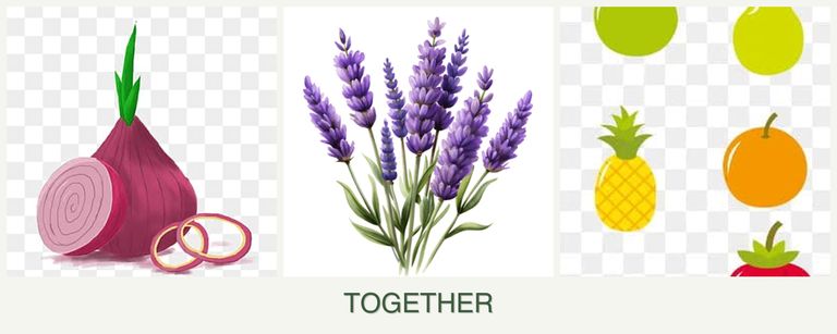 Can you plant onions, lavender and pears together?