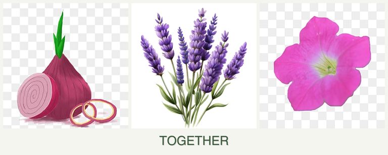 Can you plant onions, lavender and petunias together?