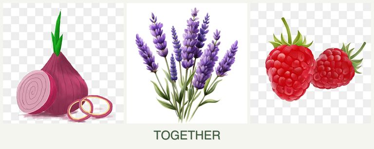 Can you plant onions, lavender and raspberries together?