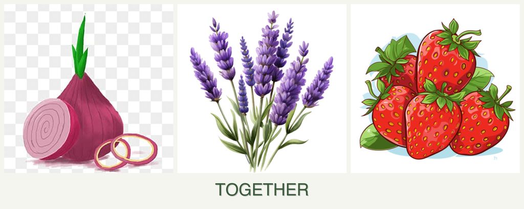 Can you plant onions, lavender and strawberries together?