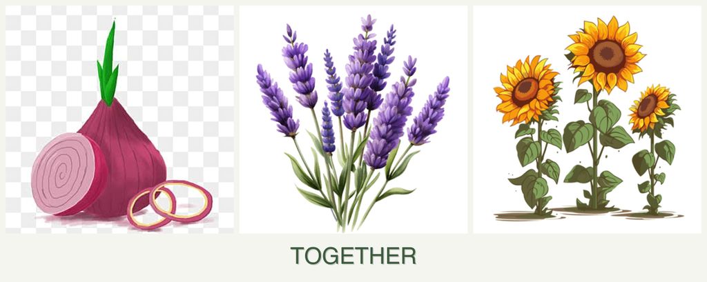 Can you plant onions, lavender and sunflowers together?