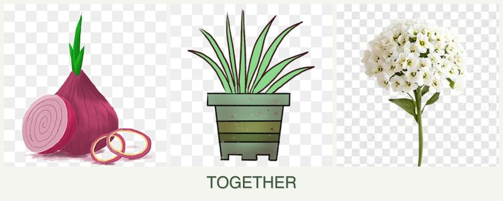 Can you plant onions, lemongrass and alyssum together?