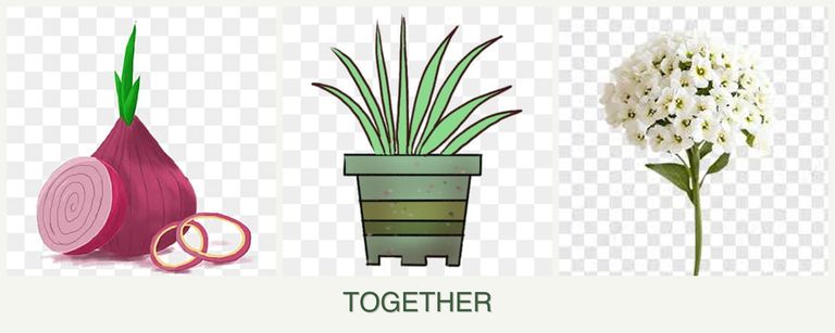 Can you plant onions, lemongrass and alyssum together?
