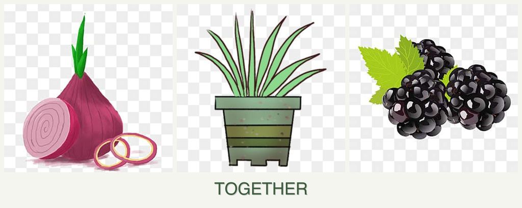 Can you plant onions, lemongrass and blackberries together?