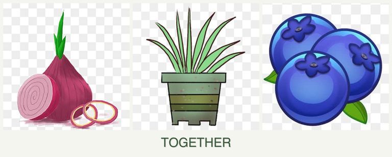 Can you plant onions, lemongrass and blueberries together?