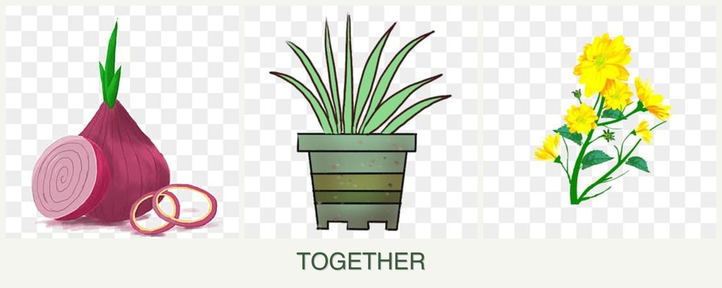 Can you plant onions, lemongrass and calendula together?