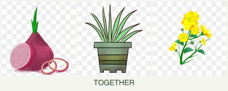 Can you plant onions, lemongrass and calendula together?