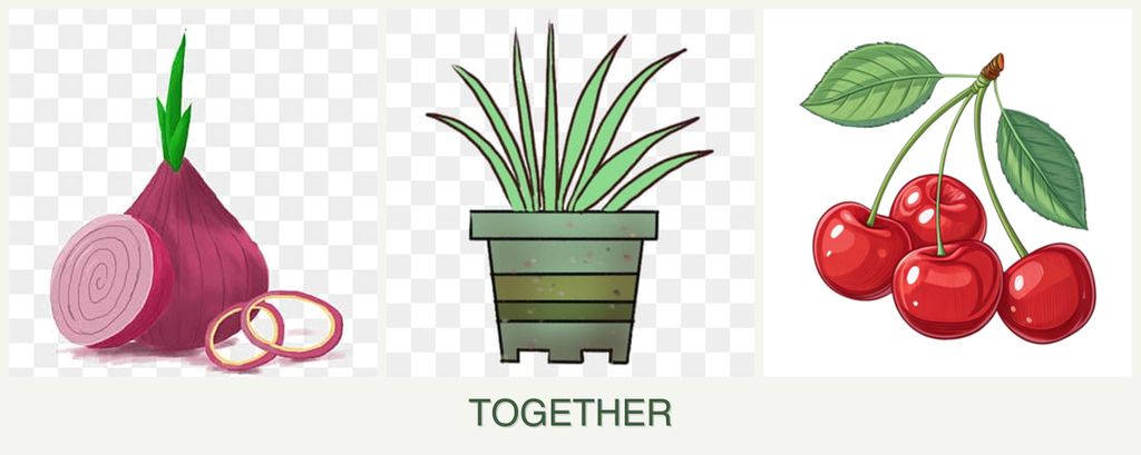 Can you plant onions, lemongrass and cherries together?