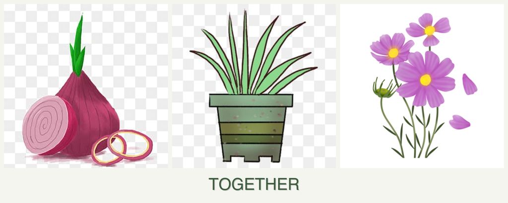 Can you plant onions, lemongrass and cosmos together?