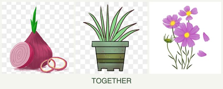 Can you plant onions, lemongrass and cosmos together?