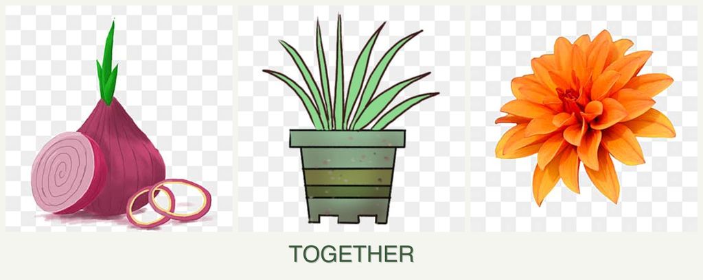 Can you plant onions, lemongrass and dahlias together?