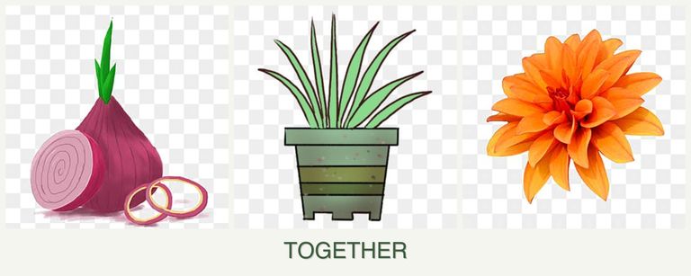 Can you plant onions, lemongrass and dahlias together?
