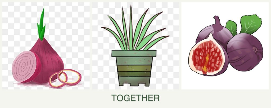 Can you plant onions, lemongrass and figs together?