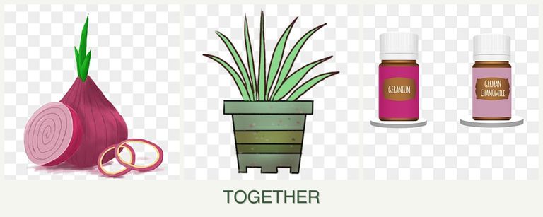 Can you plant onions, lemongrass and geraniums together?