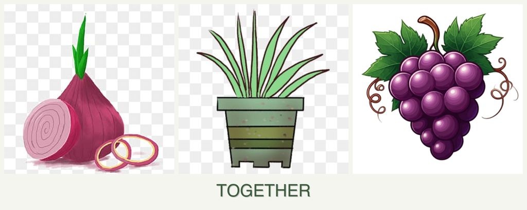 Can you plant onions, lemongrass and grapes together?