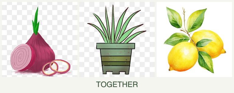 Can you plant onions, lemongrass and lemons together?