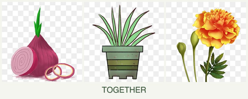 Can you plant onions, lemongrass and marigolds together?