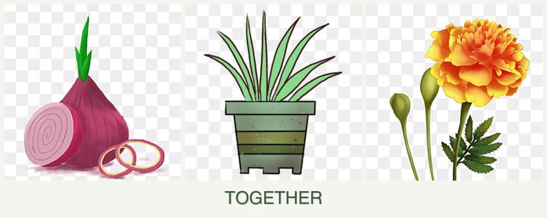 Can you plant onions, lemongrass and marigolds together?