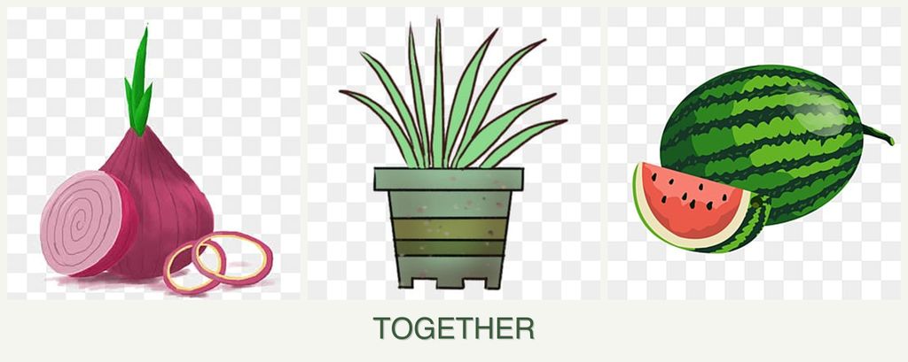 Can you plant onions, lemongrass and melons together?