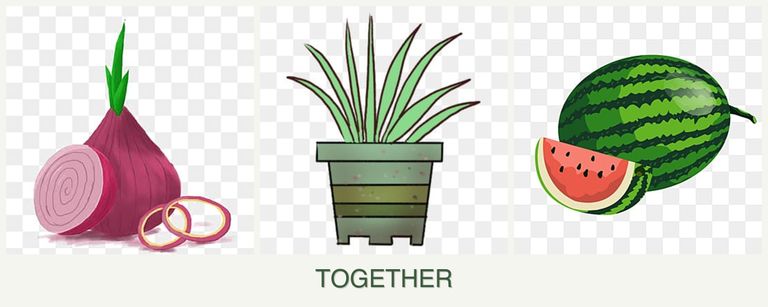 Can you plant onions, lemongrass and melons together?