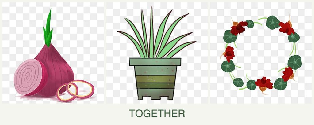 Can you plant onions, lemongrass and nasturtiums together?