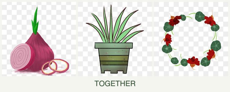 Can you plant onions, lemongrass and nasturtiums together?