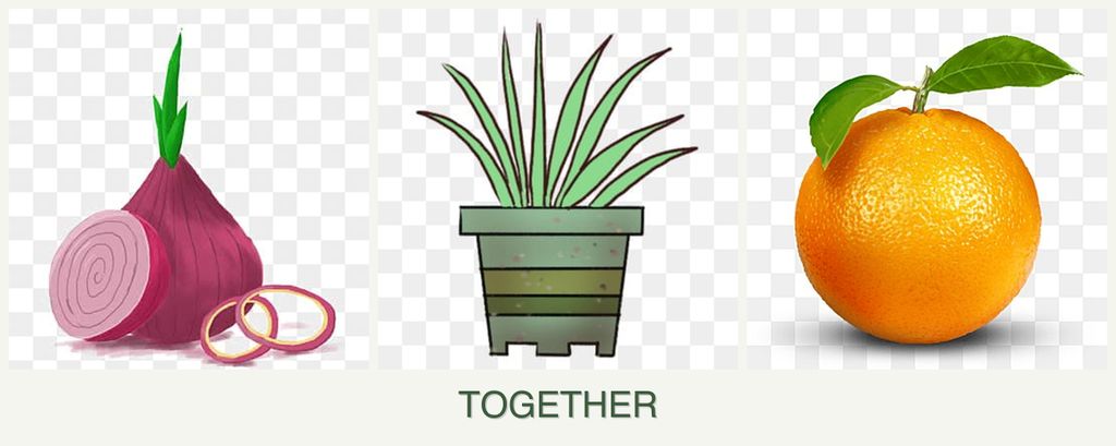 Can you plant onions, lemongrass and oranges together?
