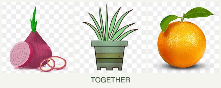 Can you plant onions, lemongrass and oranges together?