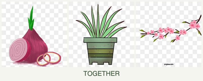 Can you plant onions, lemongrass and peaches together?