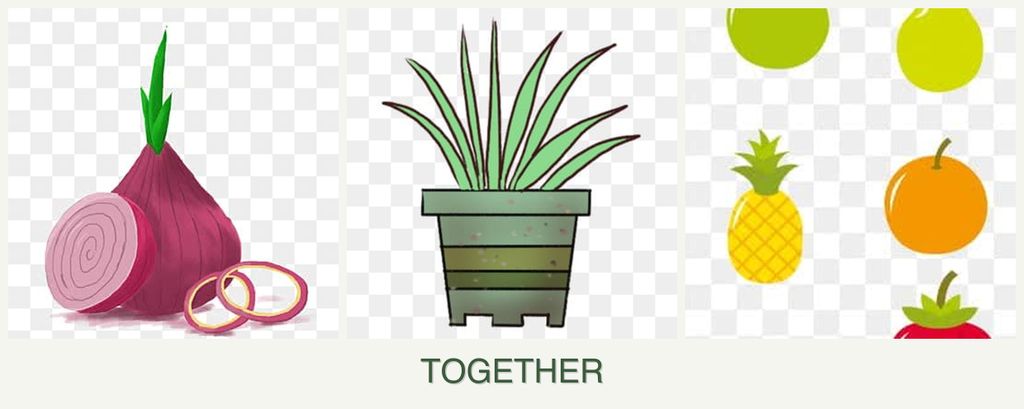 Can you plant onions, lemongrass and pears together?