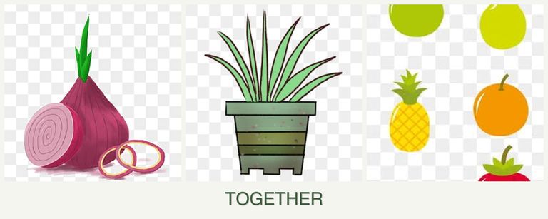 Can you plant onions, lemongrass and pears together?