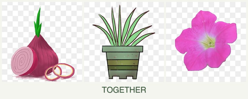 Can you plant onions, lemongrass and petunias together?