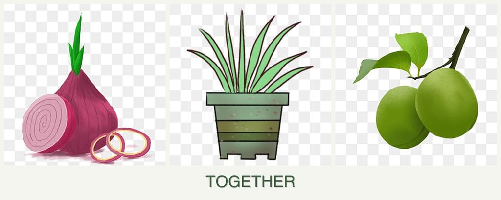 Can you plant onions, lemongrass and plums together?