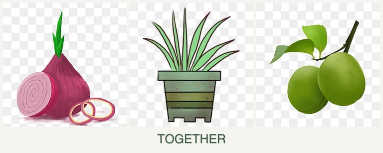 Can you plant onions, lemongrass and plums together?