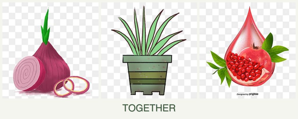 Can you plant onions, lemongrass and pomegranates together?