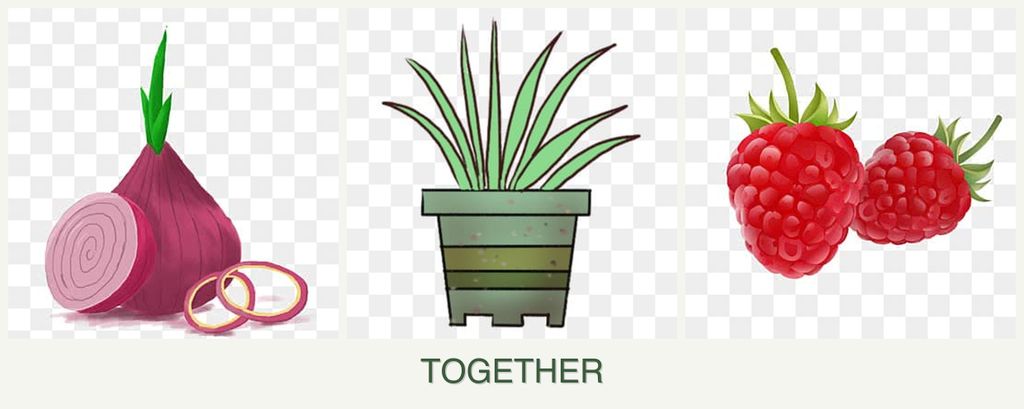 Can you plant onions, lemongrass and raspberries together?
