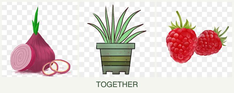 Can you plant onions, lemongrass and raspberries together?