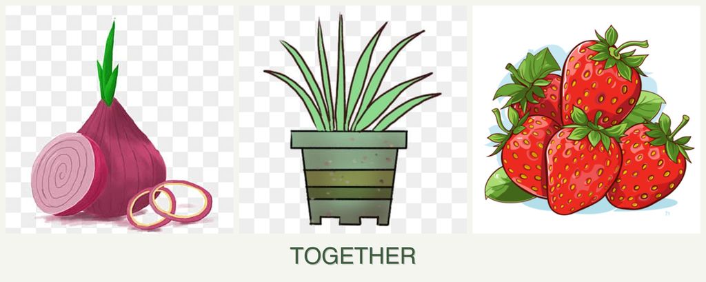 Can you plant onions, lemongrass and strawberries together?
