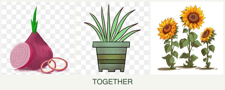 Can you plant onions, lemongrass and sunflowers together?
