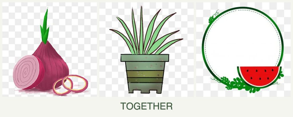 Can you plant onions, lemongrass and watermelons together?
