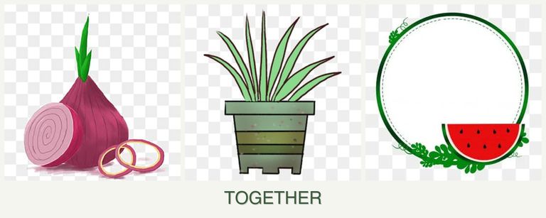 Can you plant onions, lemongrass and watermelons together?