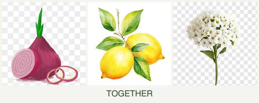 Can you plant onions, lemons and alyssum together?