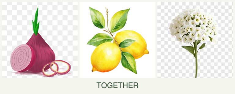 Can you plant onions, lemons and alyssum together?