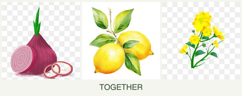 Can you plant onions, lemons and calendula together?