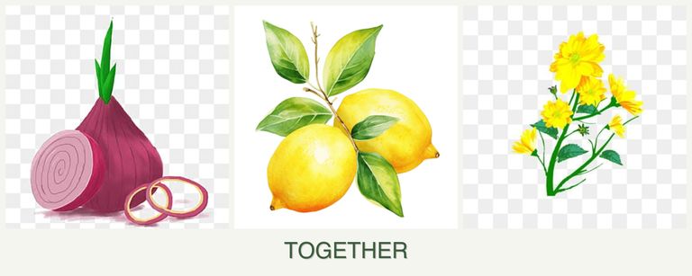 Can you plant onions, lemons and calendula together?