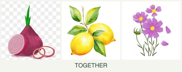 Can you plant onions, lemons and cosmos together?