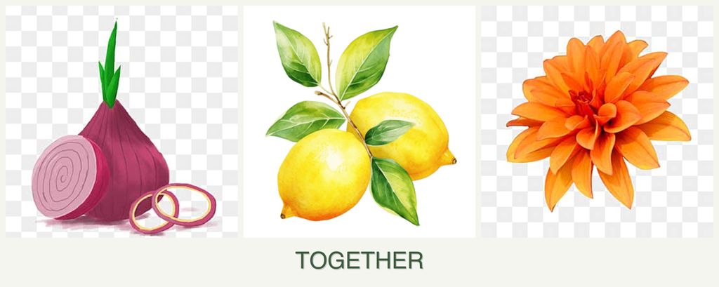 Can you plant onions, lemons and dahlias together?